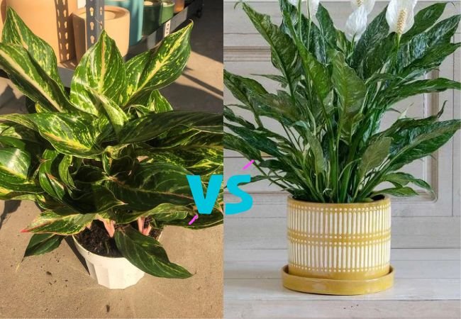 Peace Lily vs Chinese Evergreen : How to Differentiate and Care for Each