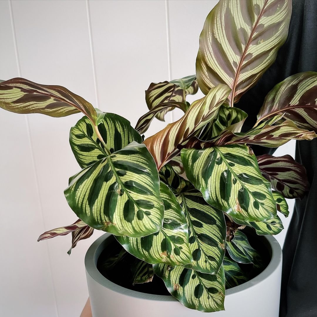 Green and brown leaves of Peacock Plant in a pot.