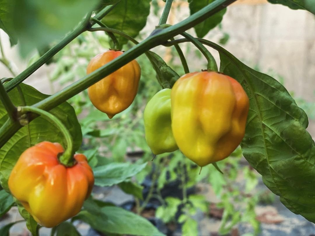 A cluster of vibrant yellow and orange peppers thriving on a green plant, showcasing their fresh and colorful appearance.