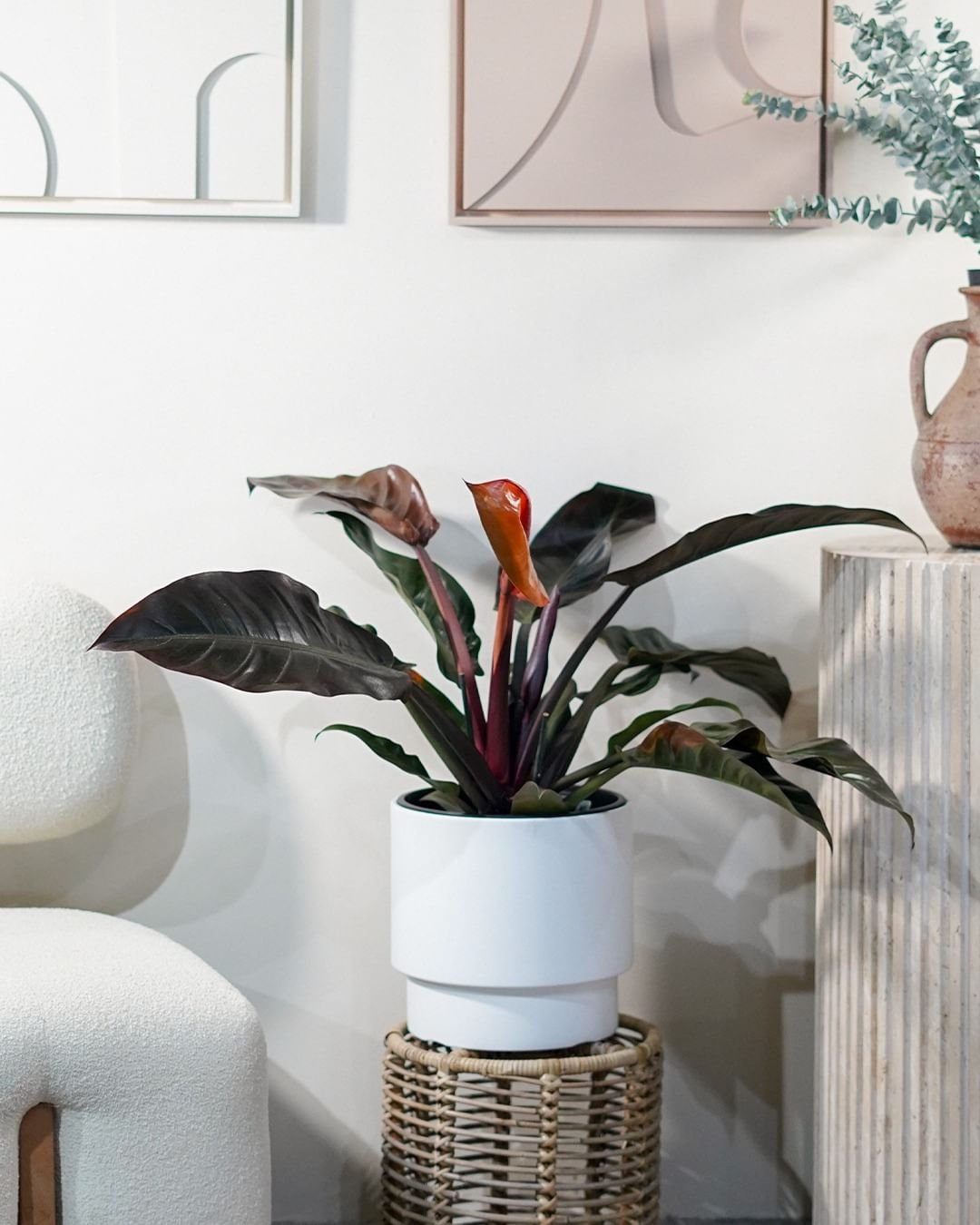 Philodendron plant in white pot on wooden stool.