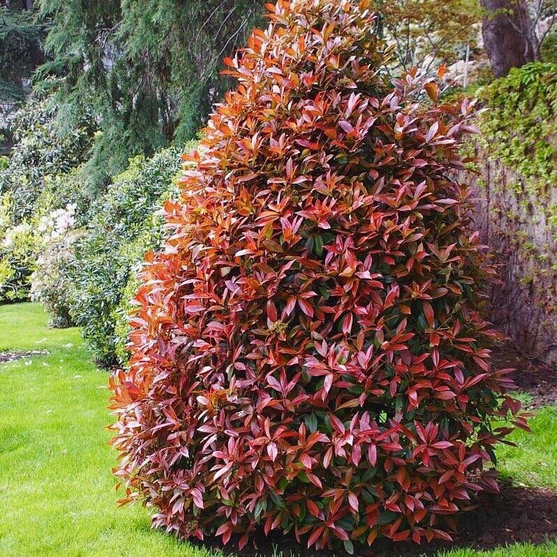 A vibrant Photinia shrub with red and green foliage stands prominently in the center of a lush garden setting.