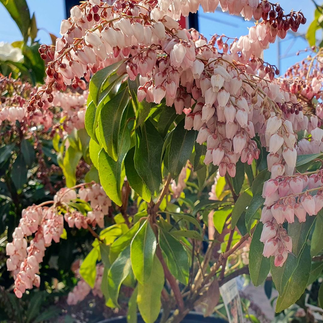  A potted Pieris plant adorned with delicate pink flowers, showcasing its vibrant blooms against a neutral background.