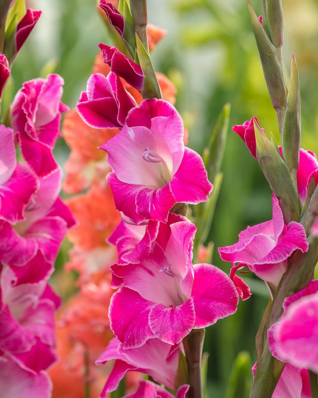  A vibrant pink gladiolus flower in full bloom, showcasing its delicate petals and elegant tall stalk.