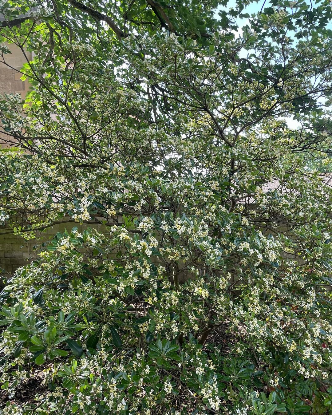 A bush of Pittosporum adorned with white flowers, positioned in front of a building, enhancing the landscape's beauty.