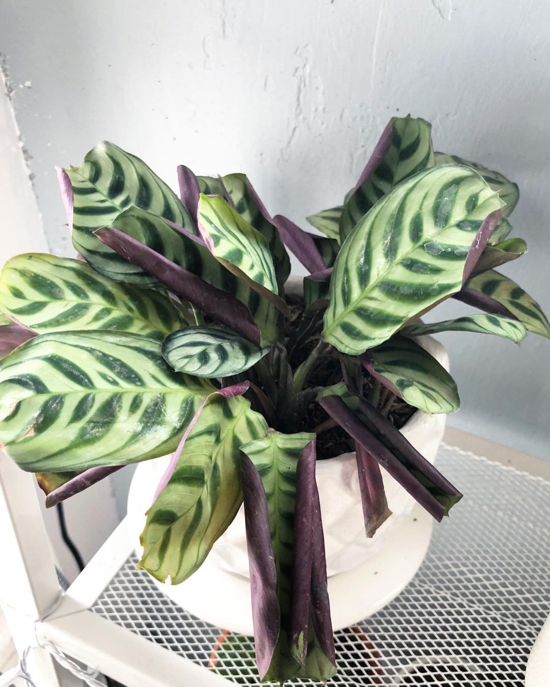  A prayer plant with curling purple and green leaves displayed in a white pot, showcasing its vibrant colors and unique texture.