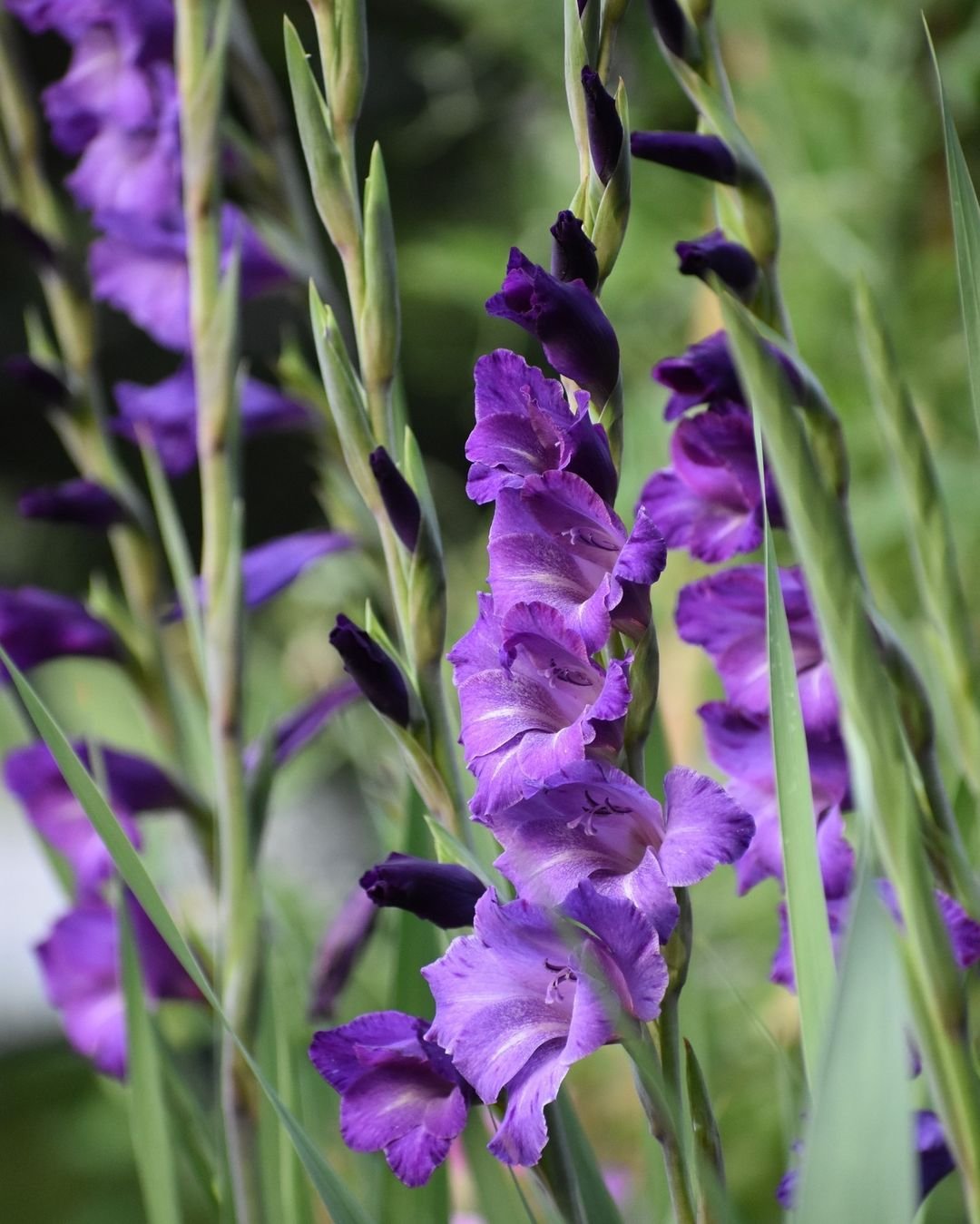 A close-up view of vibrant purple Gladiolus flowers, showcasing their delicate petals and rich color.
