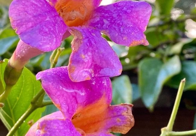 Purple Honeysuckle : Growing and Caring for This Unique Climbing Plant