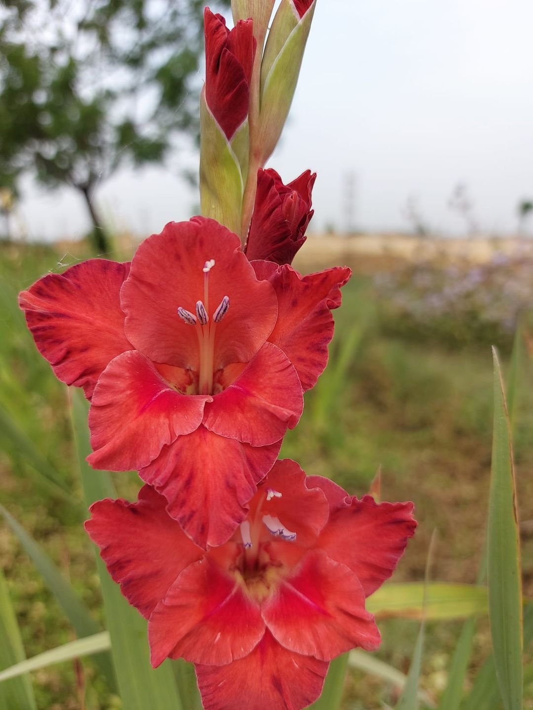 A vibrant red Gladiolus flower with a green stem stands gracefully amidst lush green grass.