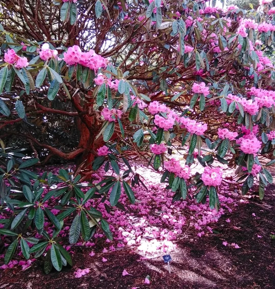  A pink rhododendron tree stands majestically in a park, showcasing its stunning flowers amidst a serene landscape.