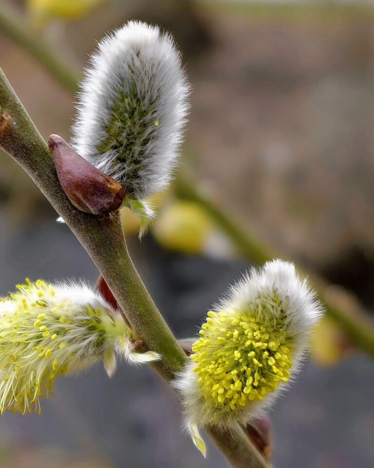 Weeping Pussy Willow (Salix caprea ‘Pendula’) : A Complete Care Guide for 2024