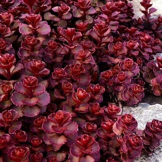 Dragon's Blood Sedum showcasing brilliant red flowers amidst a beautifully maintained garden landscape.
