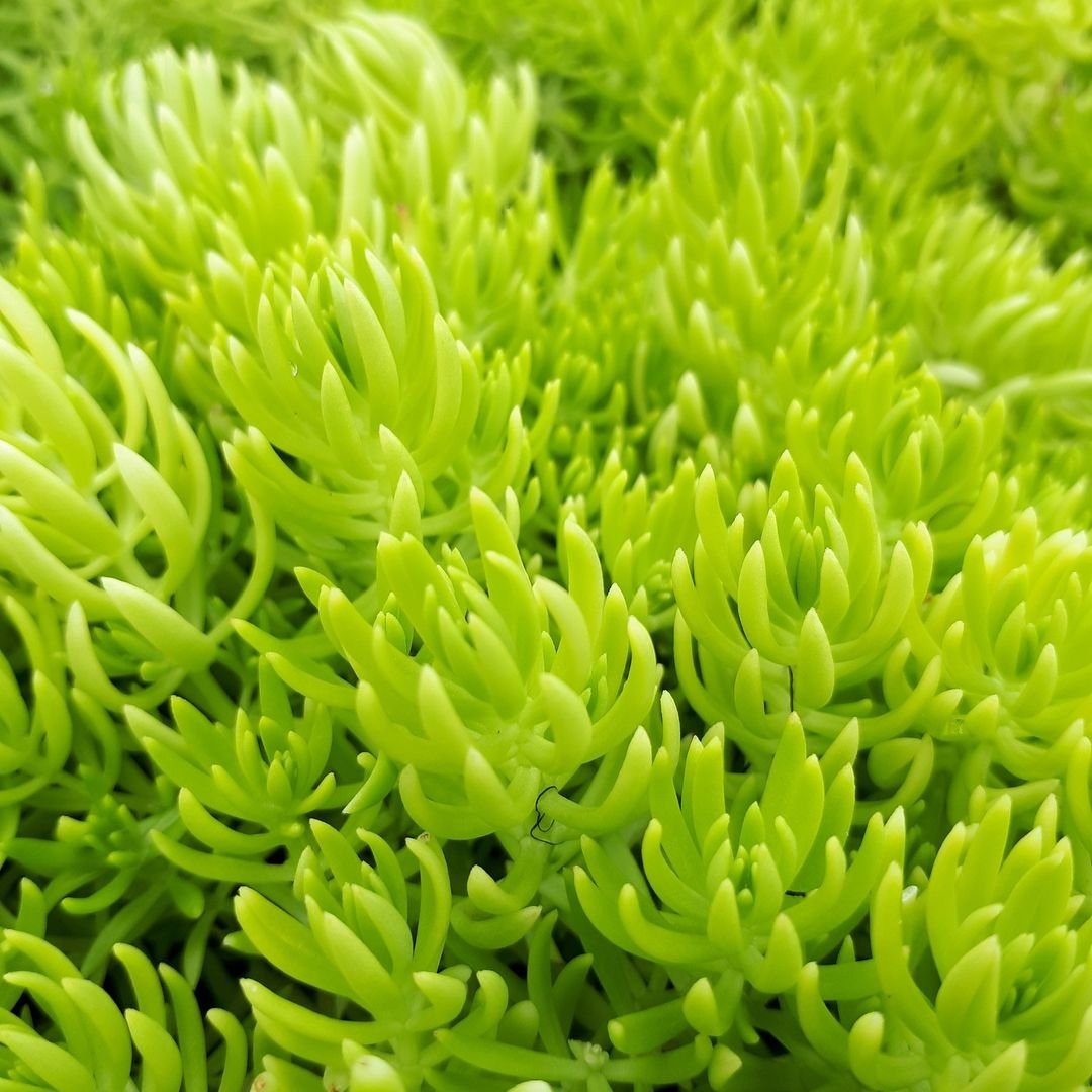 Close-up of a vibrant green Sedum plant, showcasing its fleshy leaves and intricate textures in natural light.