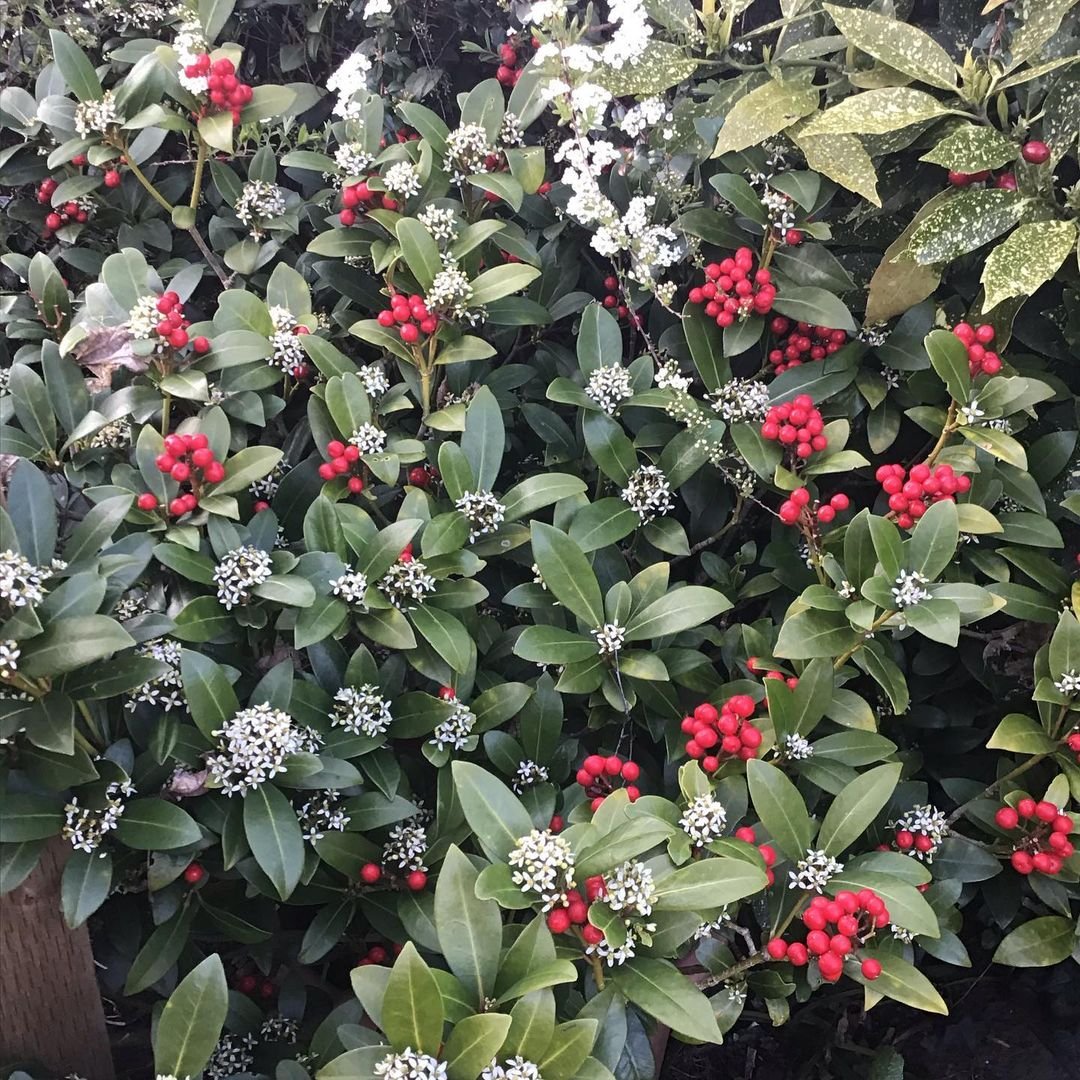  A bush featuring vibrant red and white flowers surrounded by lush green leaves, identified as Skimmia.