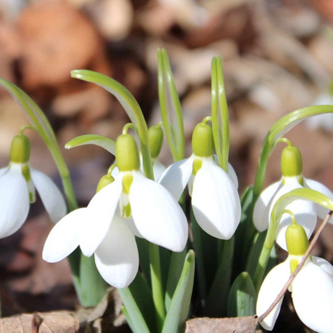  A cluster of delicate snowdrops emerging from the earth, showcasing their white petals against the brown soil.