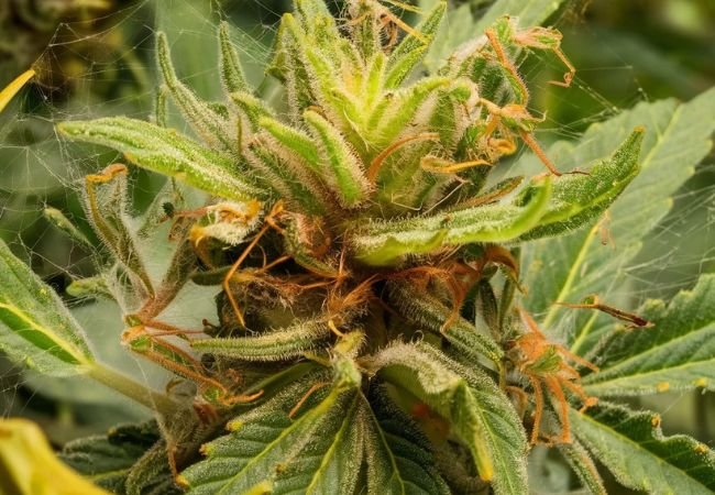 Spider Mites on Cannabis : Identification, Prevention and Treatment