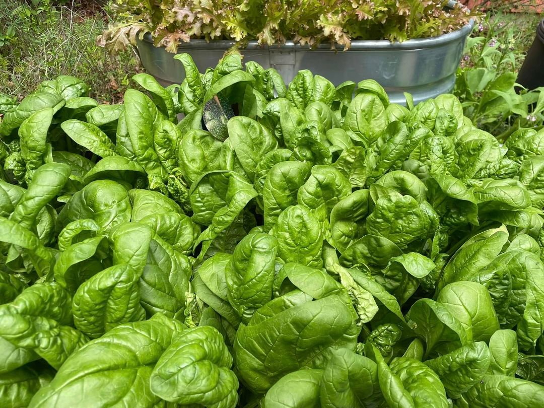 A large bucket filled with fresh green lettuce and spinach, set against a vibrant garden backdrop.