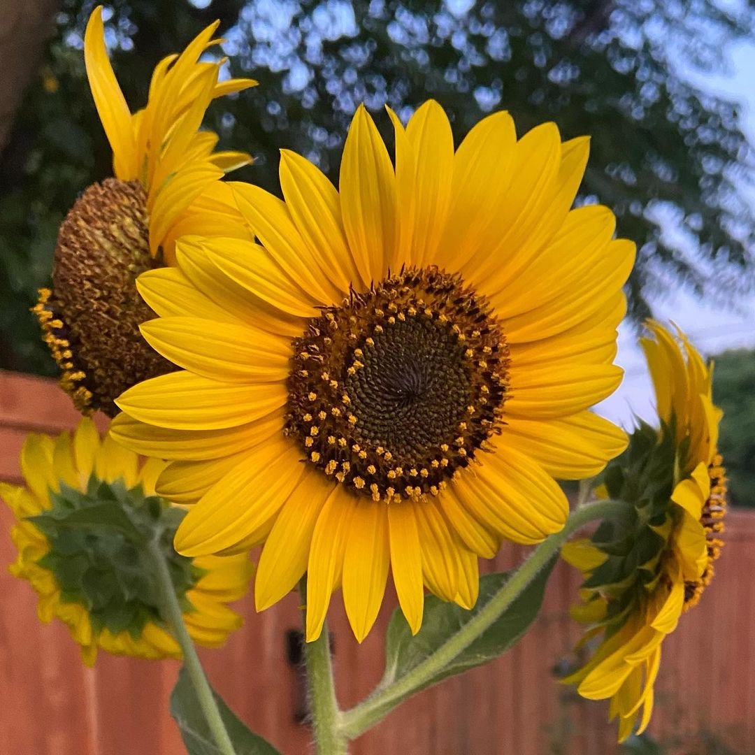  A vibrant sunflower with bright yellow petals and a sturdy green stem, standing tall against a clear background.
