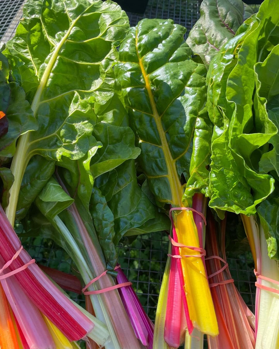 A variety of colorful vegetables including Swiss Chard arranged on a table.