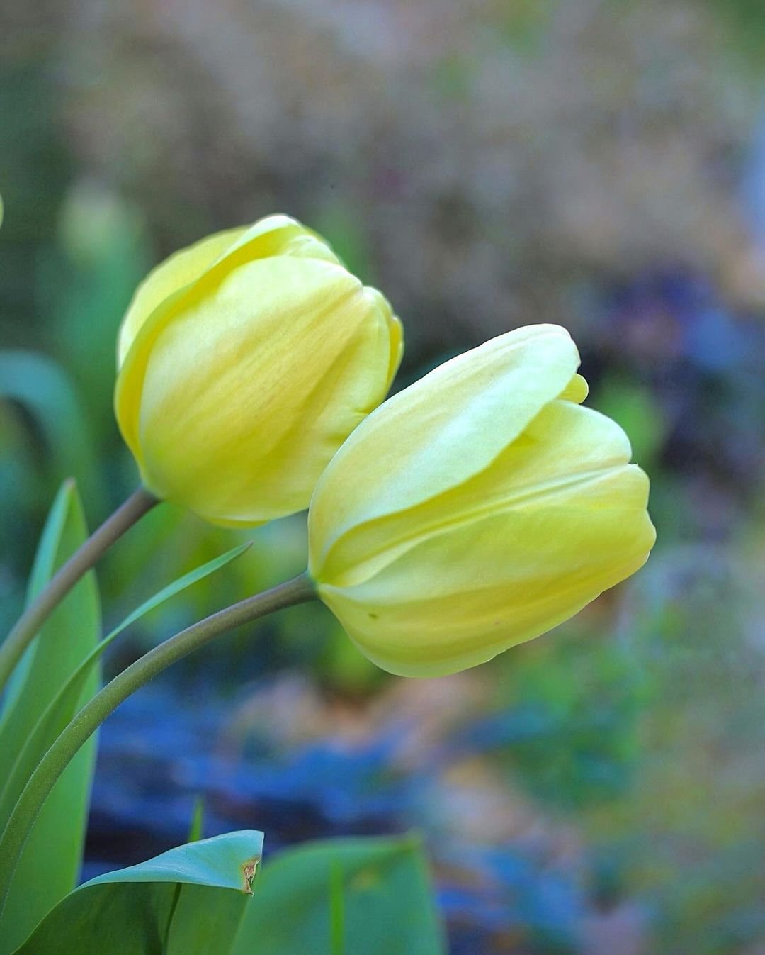 Fine art print featuring a stunning arrangement of yellow tulips, highlighting their bright and cheerful appearance.
