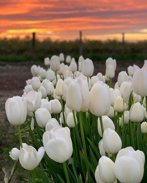 White tulips flourish in a field, illuminated by the soft hues of sunset, offering a tranquil and beautiful scene.