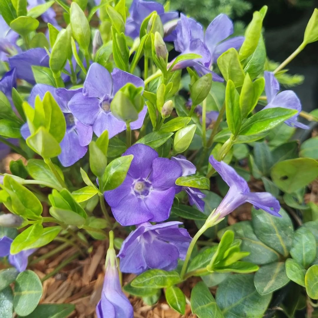 A close-up of Vinca Minor, showcasing its striking purple flowers and healthy green foliage in a garden environment.