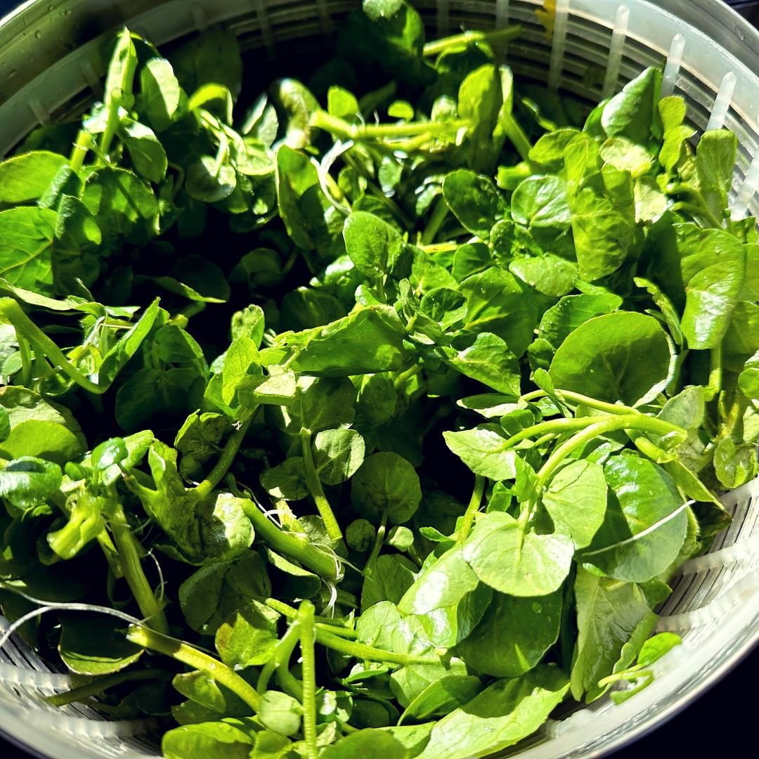 Green watercress leaves in a bowl.