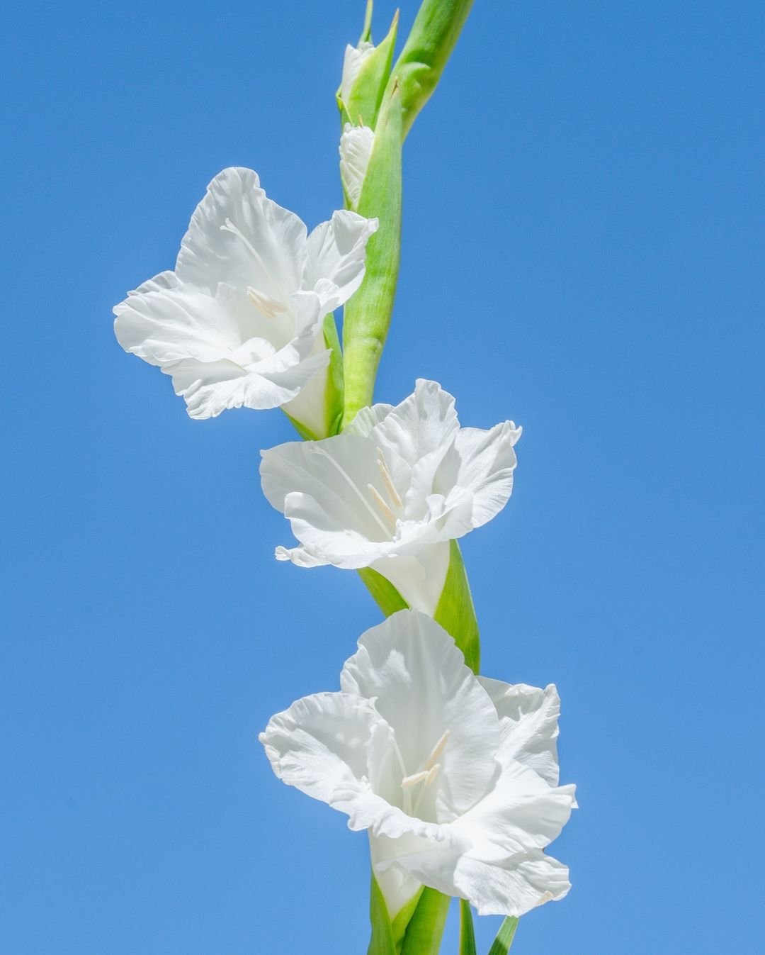 A white gladiolus flower with vibrant green leaves set against a clear blue sky, showcasing nature's beauty.