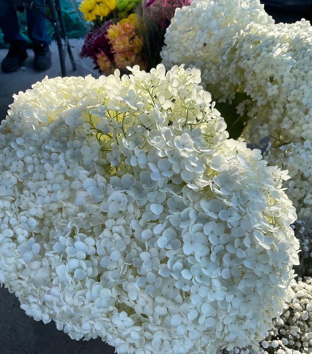 A vase filled with white hydrangea flowers elegantly placed on a table, showcasing their delicate beauty.
