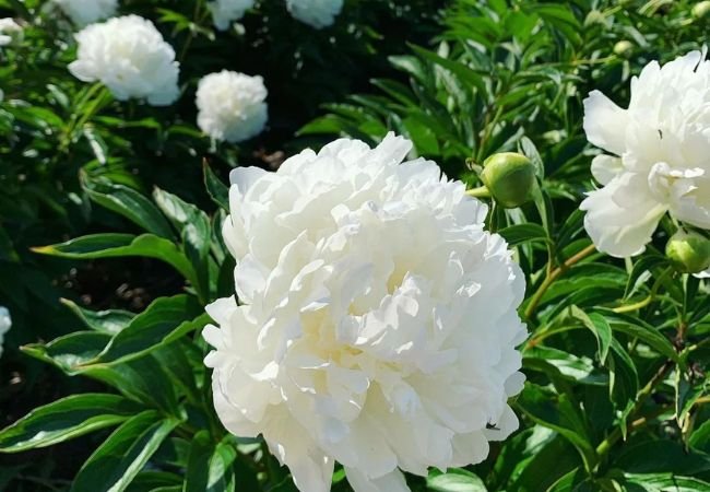 White Peonies : Growing and Caring for These Elegant Blooms