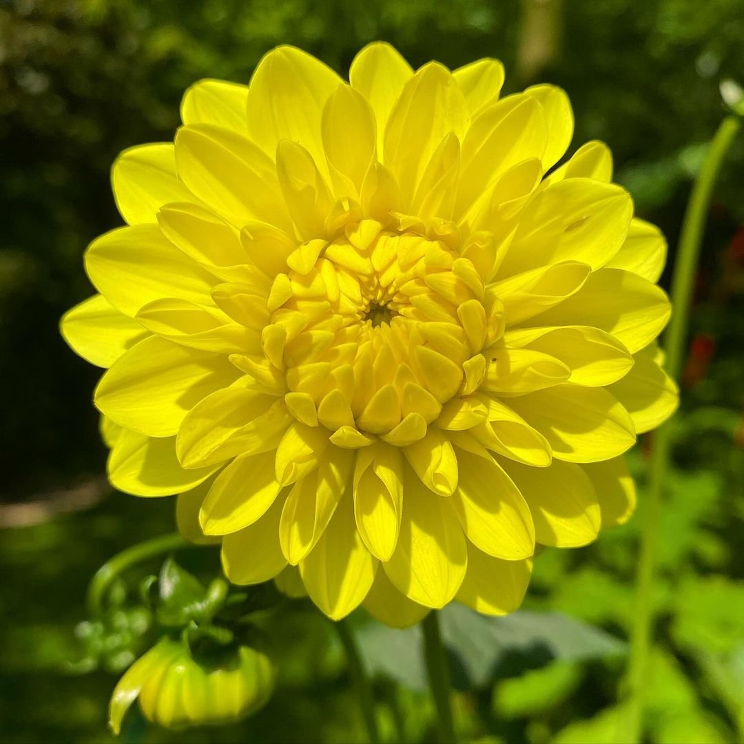 A vibrant yellow flower stands prominently in the center of a lush green field, showcasing nature's beauty.