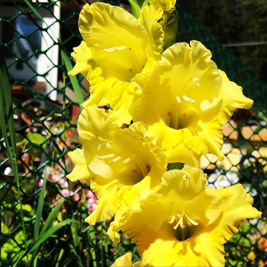 A vibrant yellow gladiolus flower blooms gracefully in front of a chain link fence, showcasing its striking color and elegance.