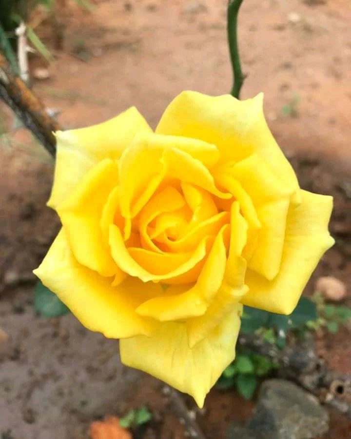  A vibrant yellow rose blooming in a lush garden, showcasing its delicate petals and rich green foliage.
