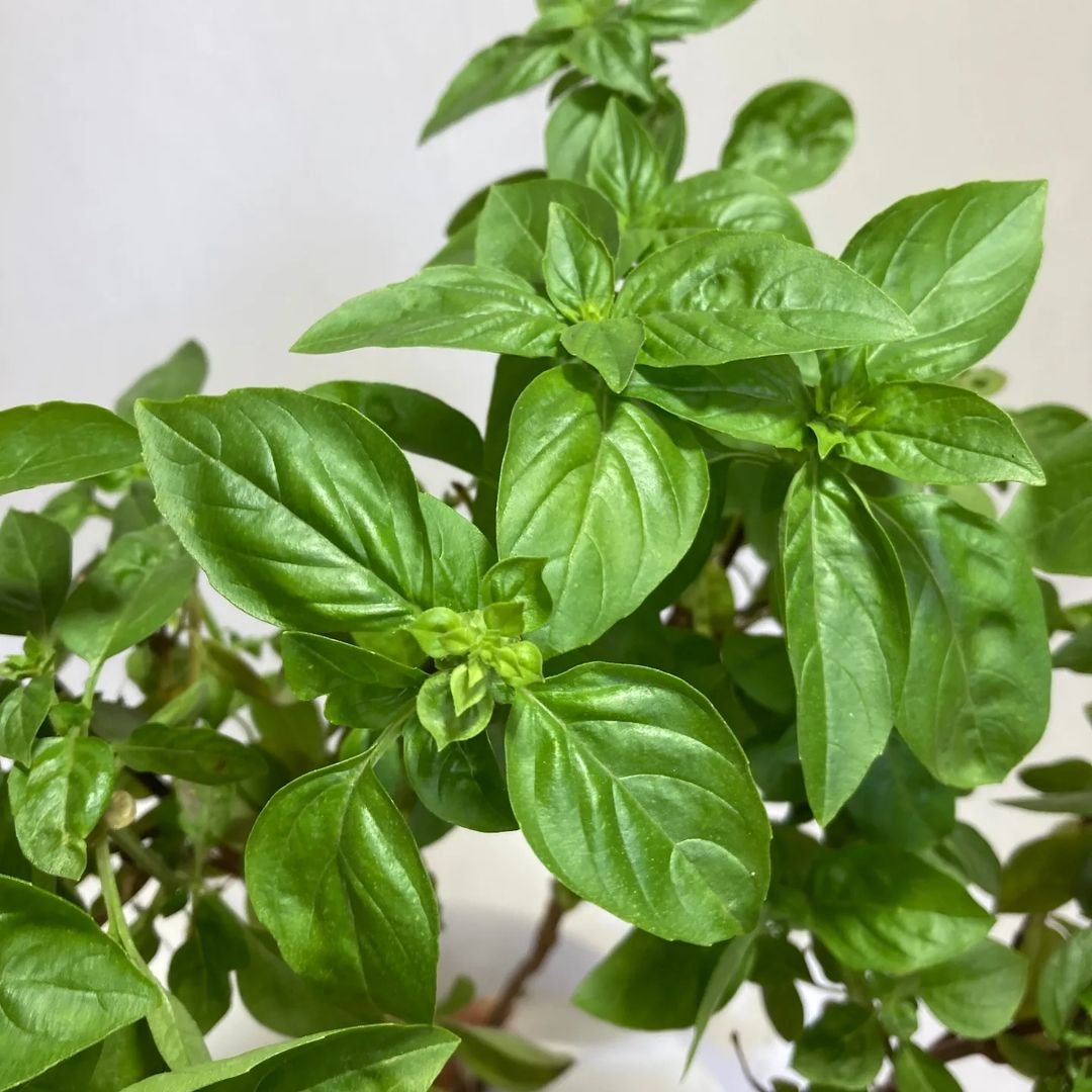 A vibrant basil plant with lush green leaves, elegantly displayed in a simple white pot.