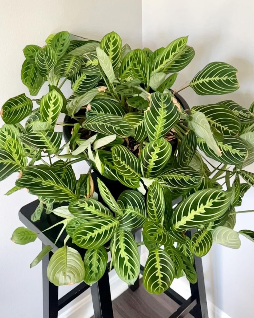 A potted plant with green leaves on top of a chair, part of the Preyar plants collection.