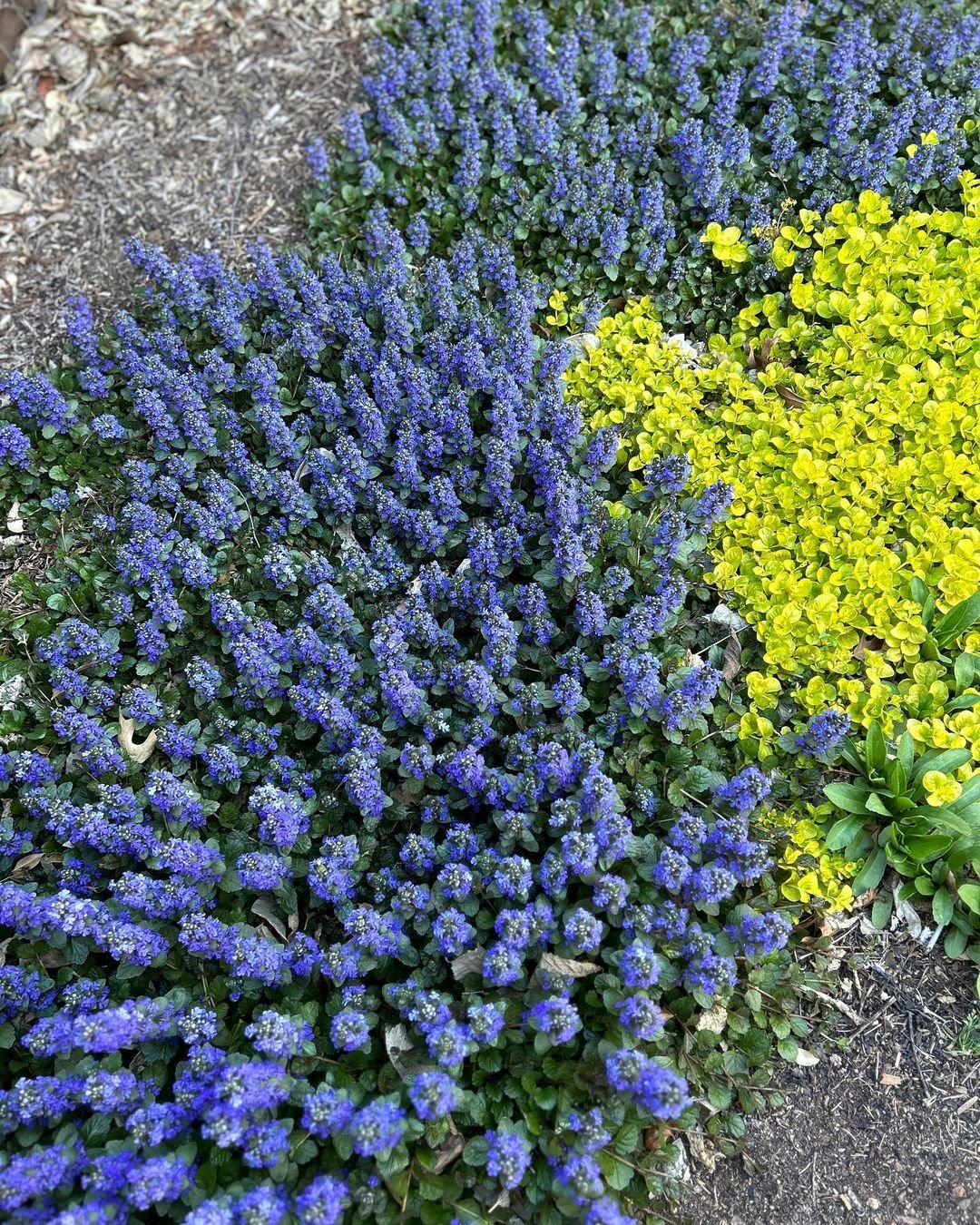  A vibrant flower bed featuring blue and yellow Ajuga plants, thriving in a shaded slope environment.
