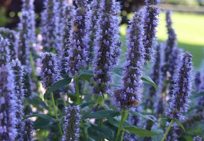 Blue Fortune Agastache : A Gardener’s Guide to This Stunning Perennial