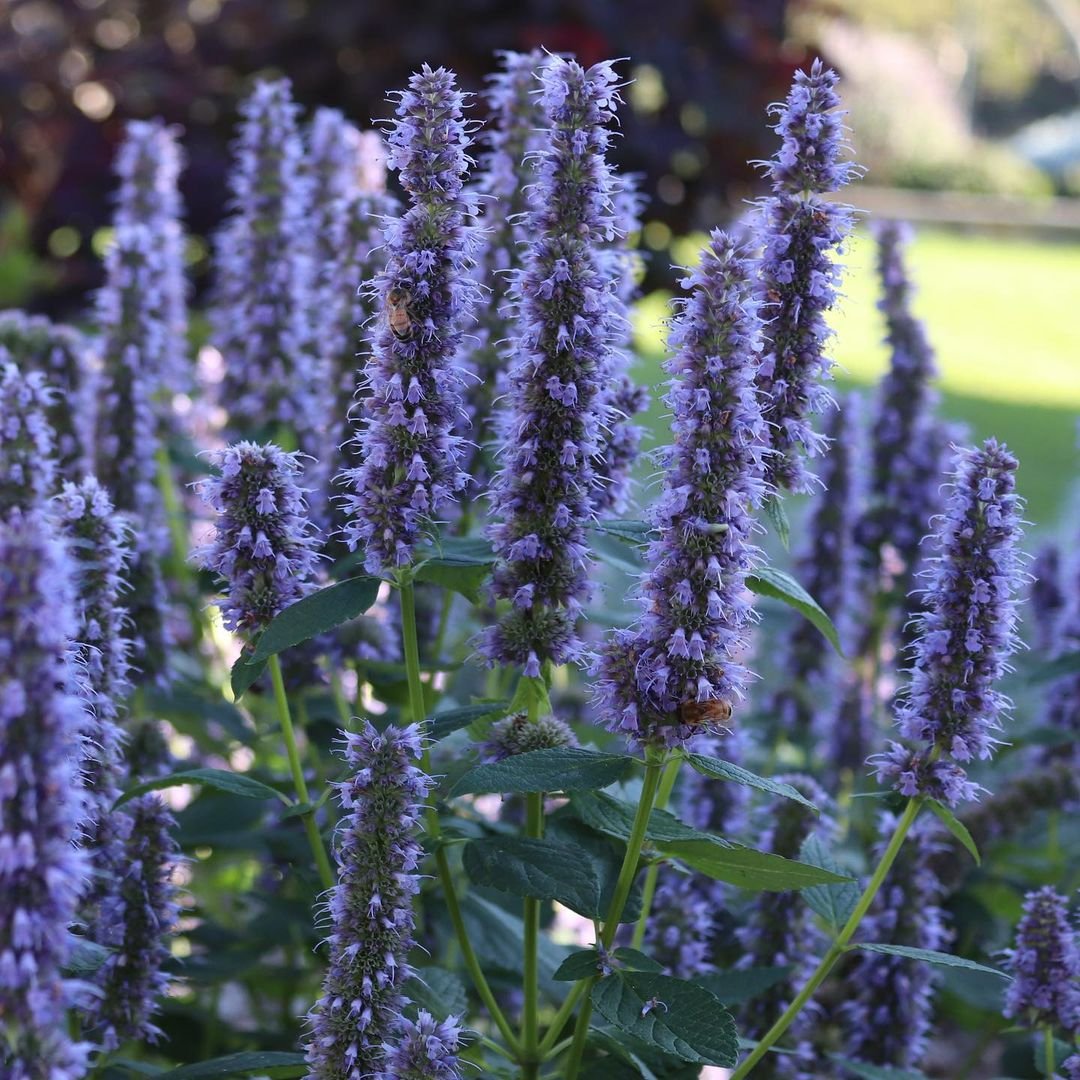 A vibrant Blue Fortune Agastache plant with striking purple flowers flourishing in a lush garden setting.