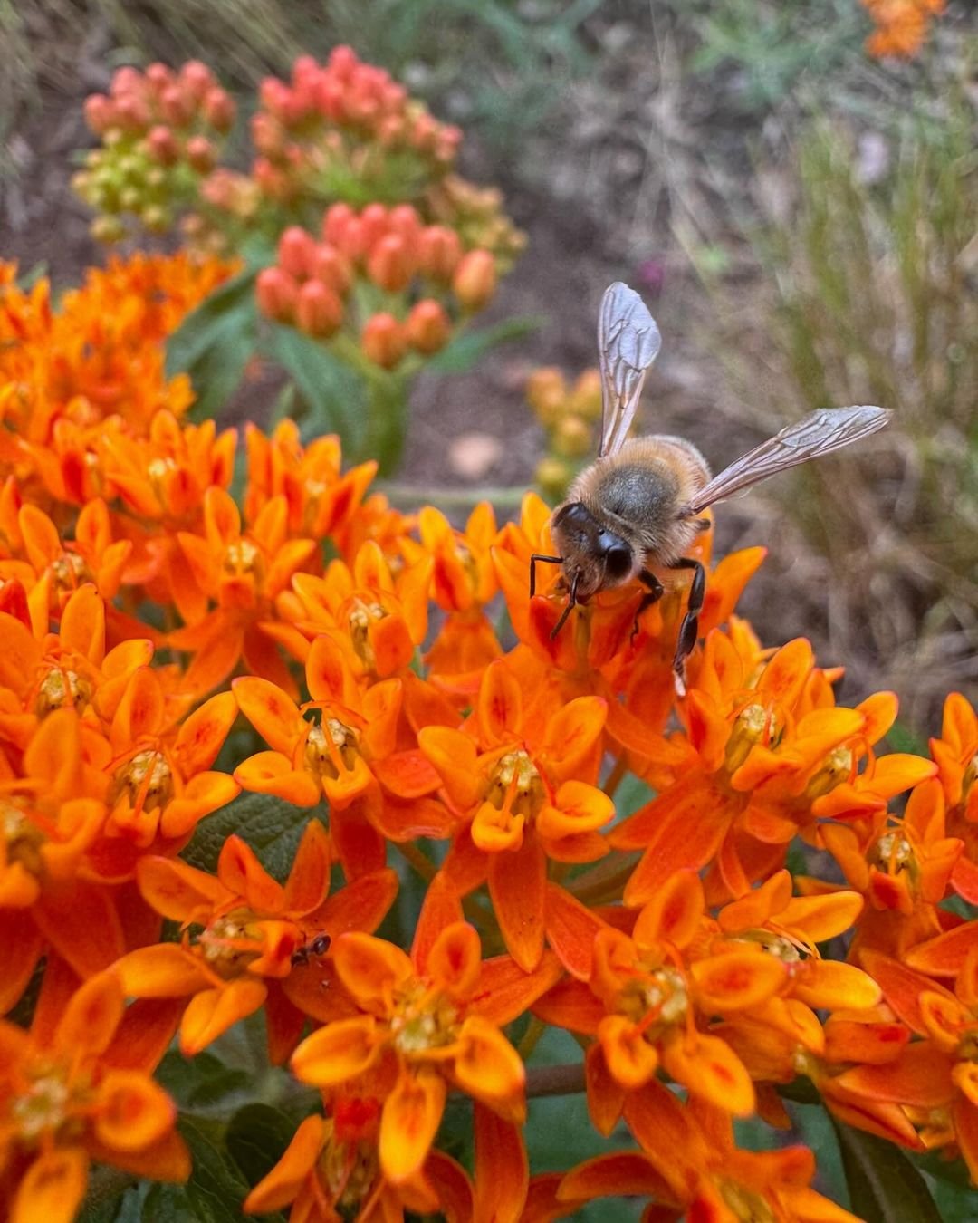 A bee pollinates a vibrant orange Butterfly Weed flower in a lush garden setting.