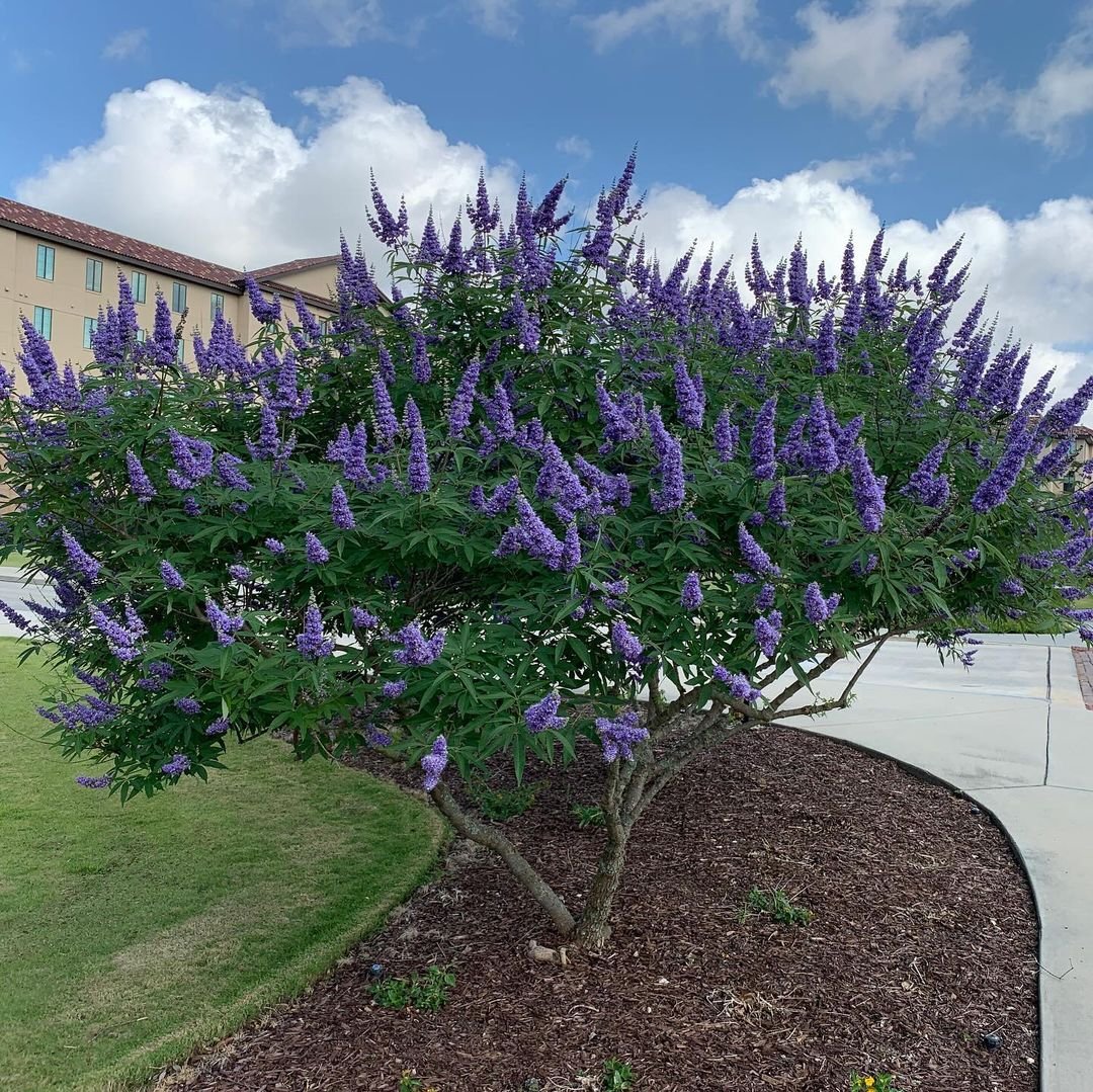 A vibrant purple Chaste Tree adorned with numerous flowers stands gracefully in front of a building.