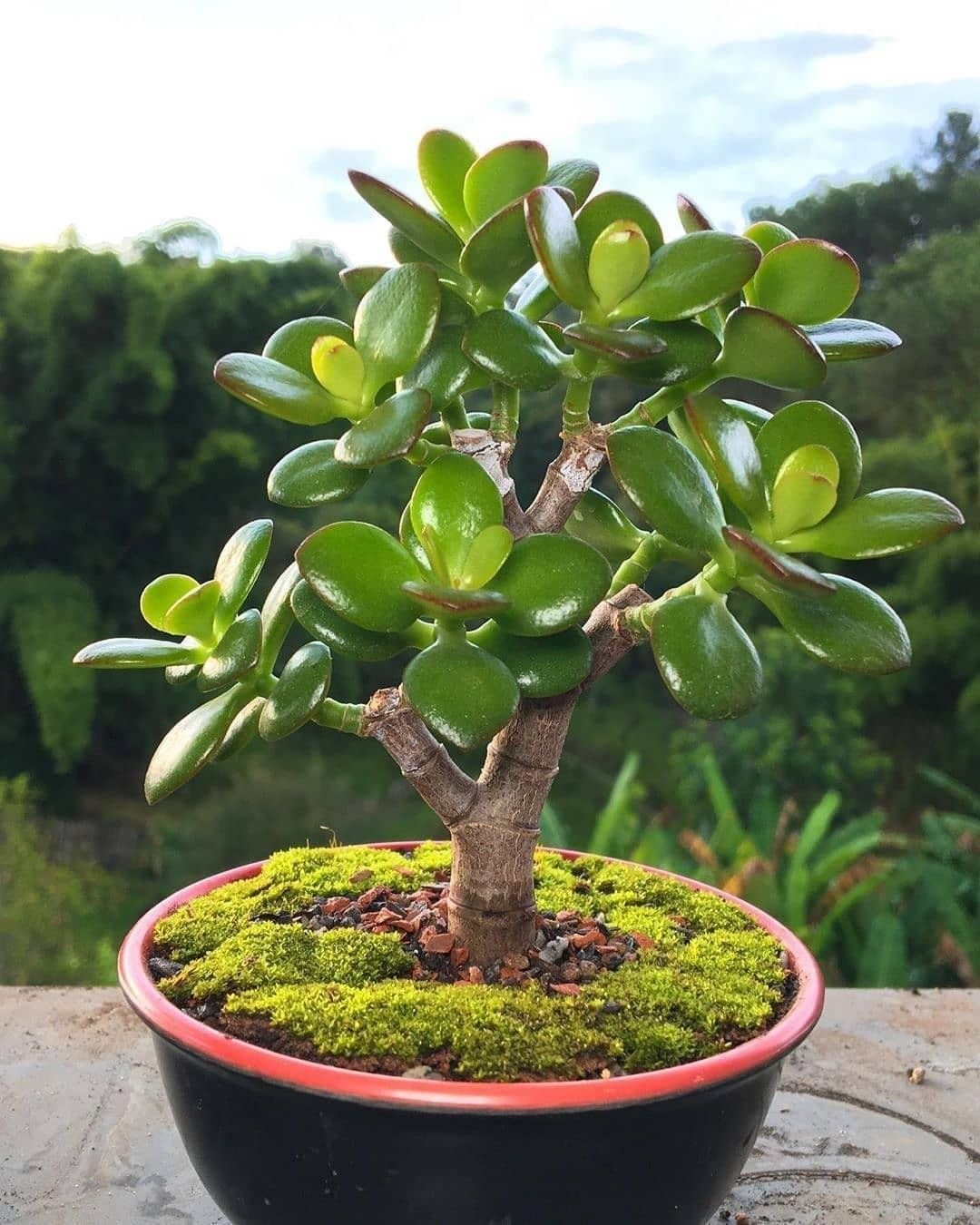 A common jade plant with lush green leaves displayed in a sleek black pot.