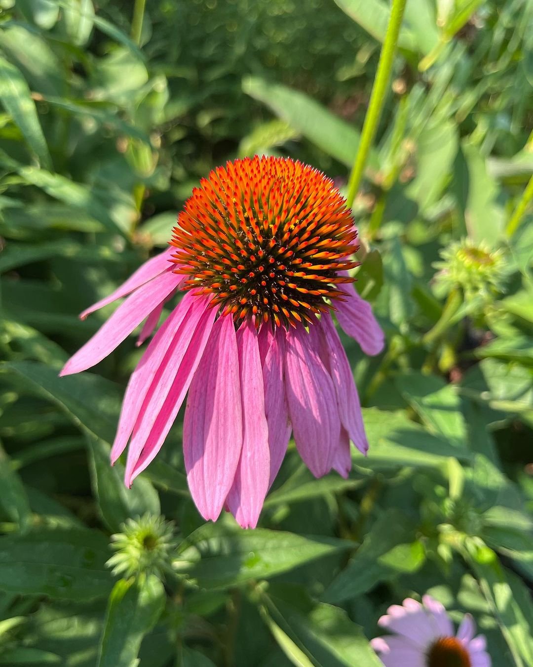 A vibrant pink coneflower with a green stem stands prominently in the center of a lush field.