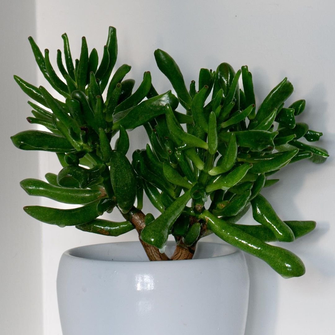 A white vase containing a Coral Jade plant, showcasing its vibrant green leaves against a minimalist background.