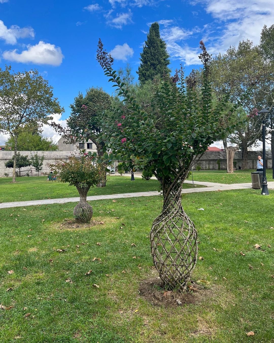 A large Crape Myrtle tree in a park surrounded by a few smaller plants, showcasing vibrant foliage and natural beauty.