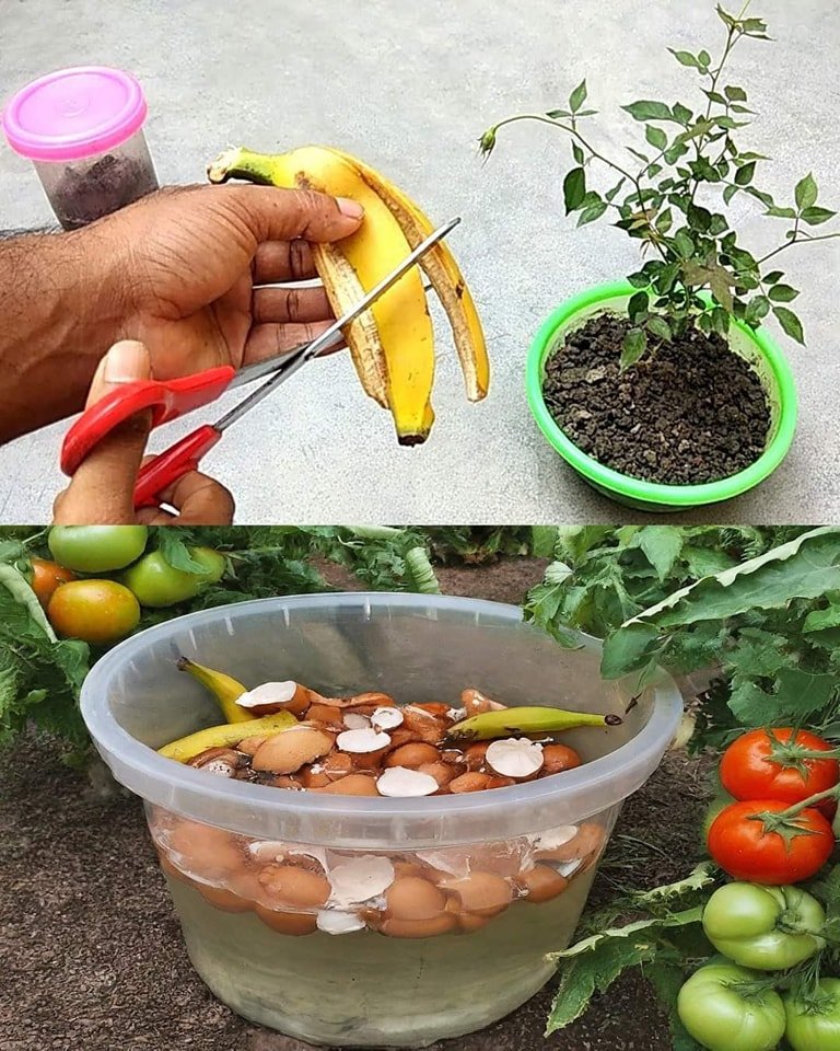 A person slices a banana and a plant in a bowl, demonstrating the process of creating DIY liquid fertilizer.