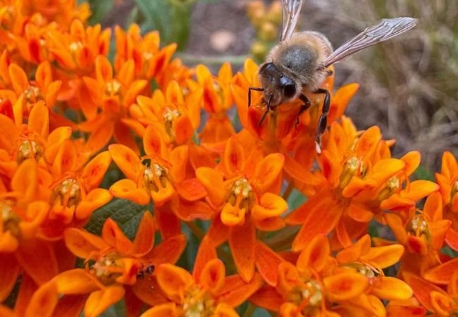 Deer-Resistant Perennial Flowers : Beautiful Blooms That Deer Don’t Eat