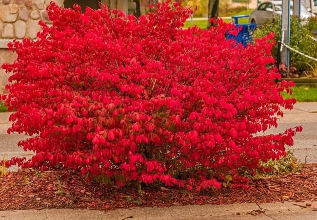 Dwarf Burning Bush : A Compact Fireball for Your Landscape (2024 Guide)