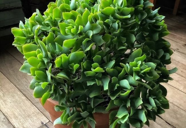 Exploring Jade Plant Varieties : A Guide to Crassula Diversity