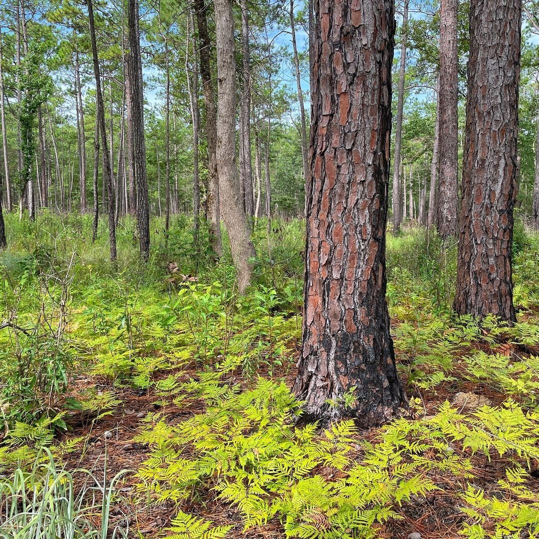 A serene forest scene featuring lush trees and vibrant green grass, showcasing shade-tolerant slope plants like ferns.