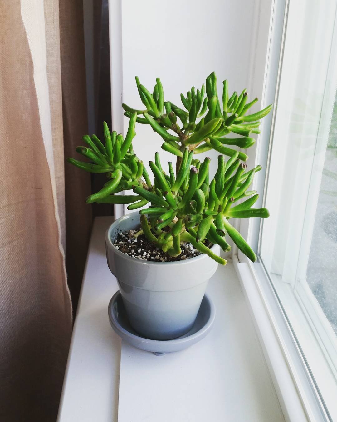 A small Gollum Jade plant in a pot, positioned on a sunlit window sill, showcasing its unique, twisted leaves.