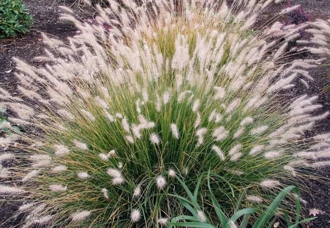 Hameln Fountain Grass : A Graceful Addition to Your Garden